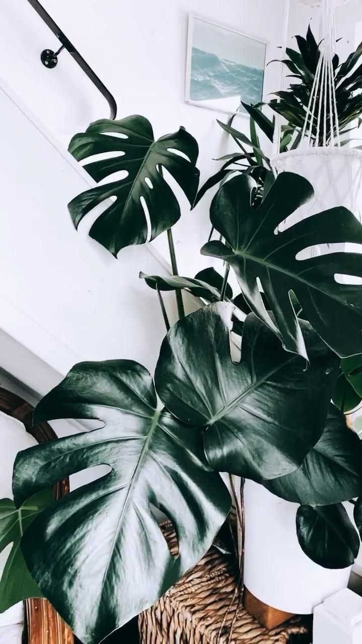 My Jungalow - My Indoor Plant Jungle • White Interiors by @roseeadsdesign -   14 monstera plants Quotes ideas