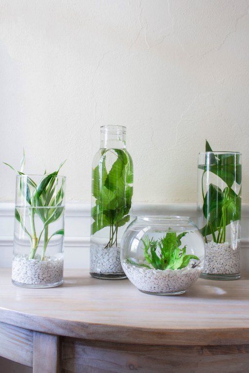 Indoor Water Garden: Plants and Ideas to Get You Started | Hunker -   16 planting design water ideas