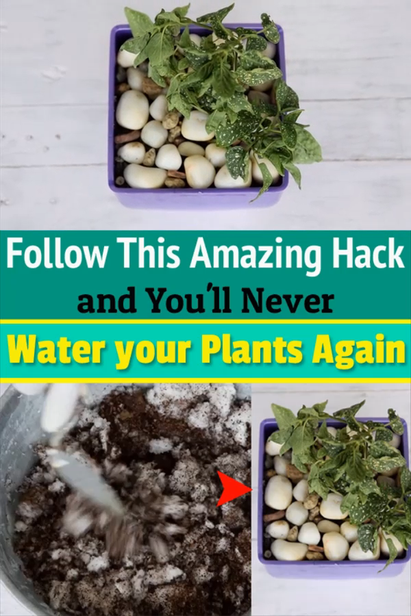 Follow This Amazing Hack and You'll Never Water your Plants Again -   16 planting design water ideas