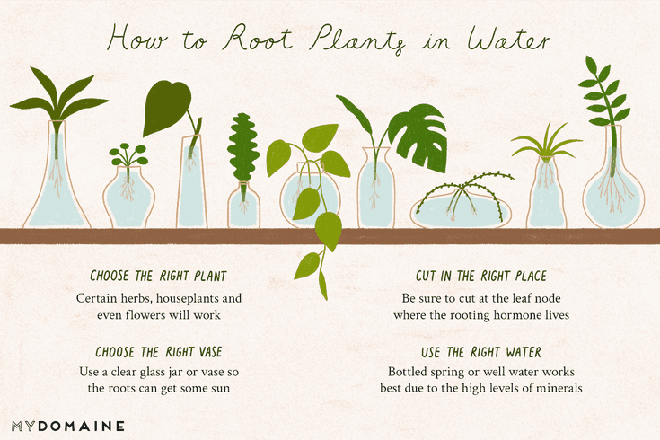 Rooting Plants in Water Is the Easiest Way to Bring Greenery Indoors -   16 planting design water ideas