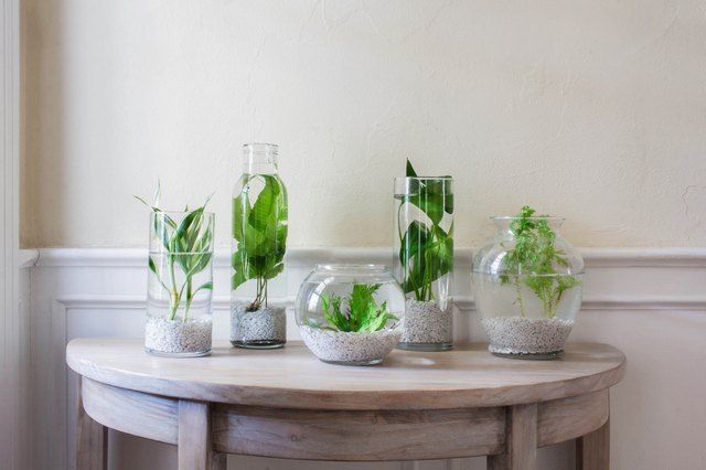 Indoor Water Garden: Plants and Ideas to Get You Started | Hunker -   16 planting design water ideas