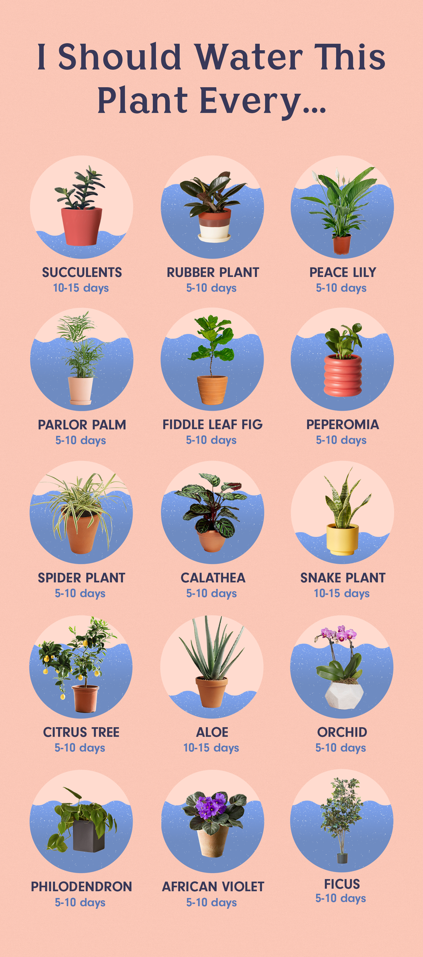 How to Water the 15 Most Popular Houseplants -   16 planting design water ideas
