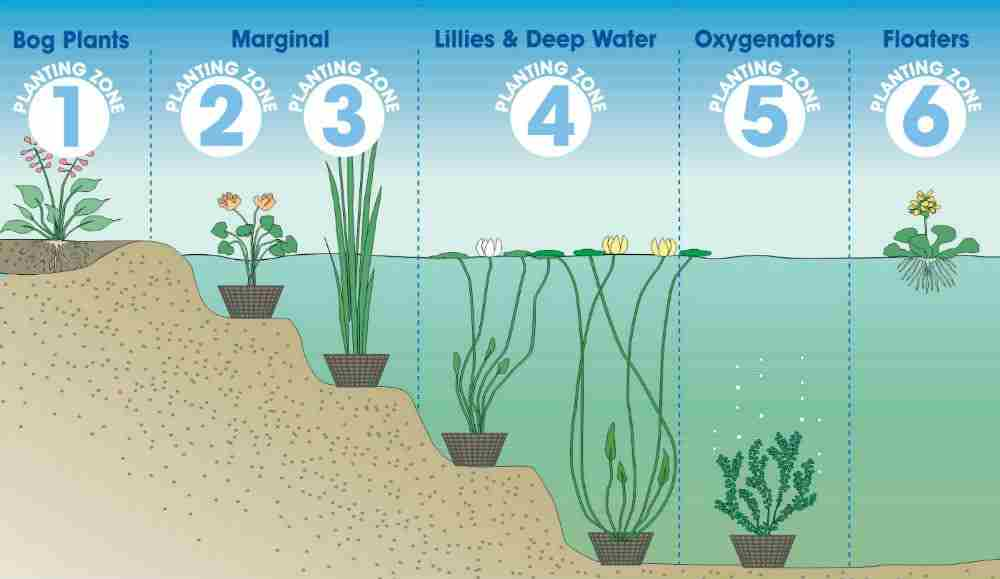 Pond Plants | How To Choose | Great Growing Tips | Fast Delivery -   16 planting design water ideas