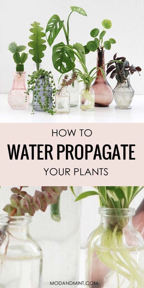 Make New Plants with Water Propagation -   16 planting design water ideas