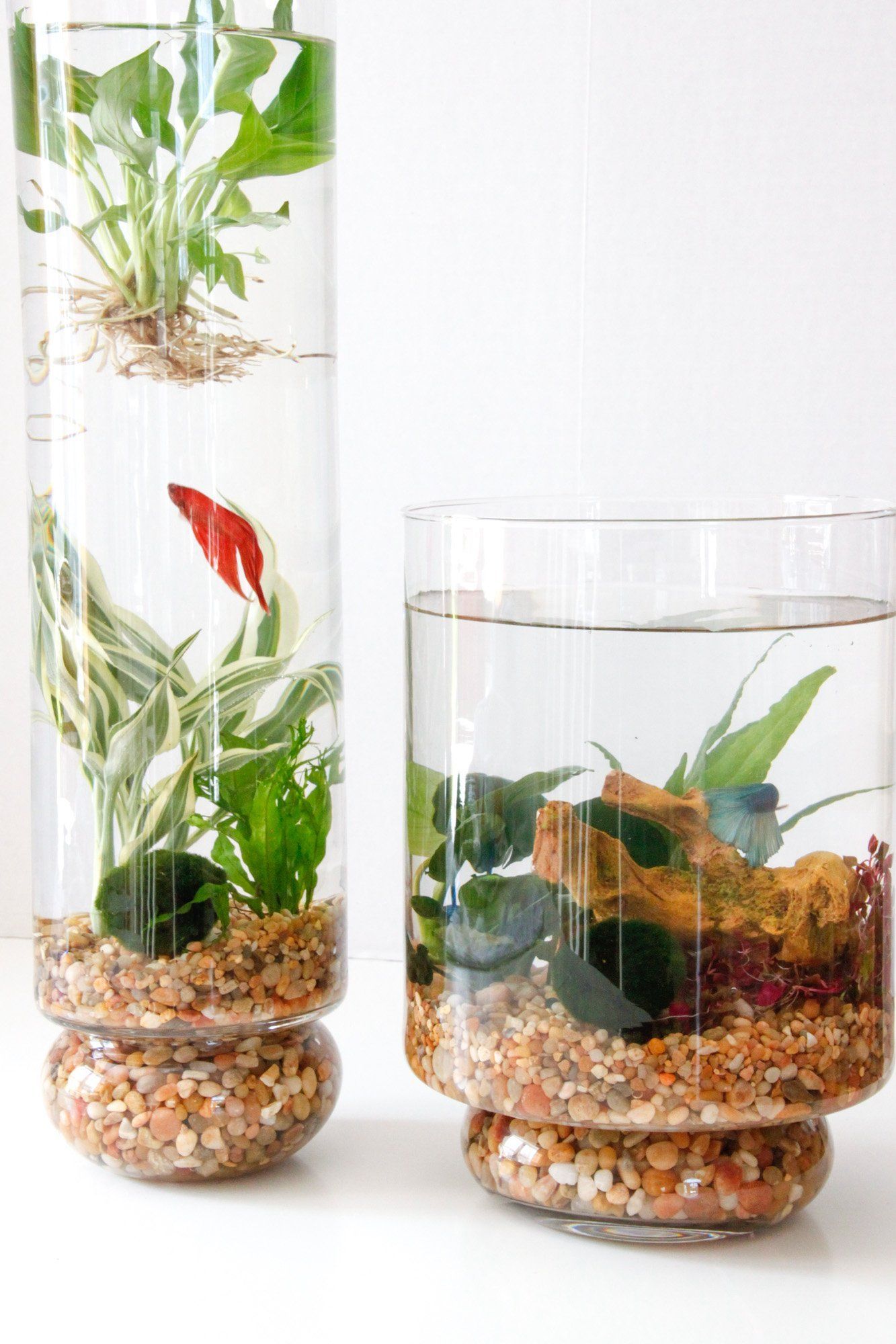 DIY: Indoor Water Garden | Tilly's Nest -   16 planting design water ideas