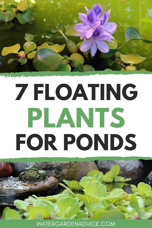 7 Beautiful Floating Plants for Ponds -   16 planting design water ideas