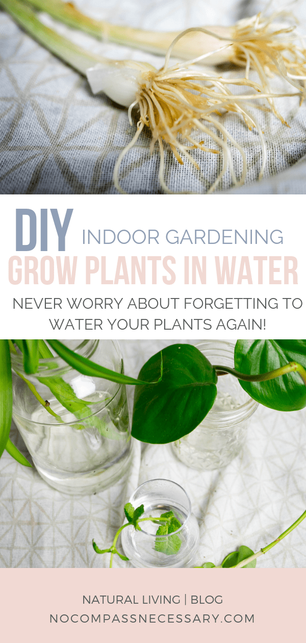 Simple Guide to Growing Plants in Water -   16 planting design water ideas