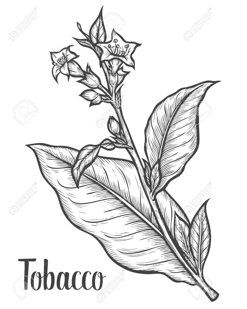 Tobacco plant, leaf, flower. Ingredient for smoking pipe. Tobacco.. -   16 planting Drawing nature ideas