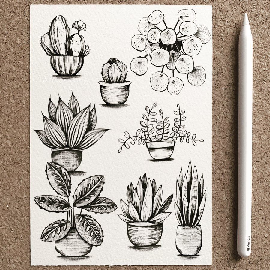 Alice on Instagram: “в–«пёЏHouse Plants в–«пёЏ . 8 different plants рџ–¤  That is a digital drawing: I've taken a picture of an empty sheet of paper + I've drawn the…” -   16 planting Drawing nature ideas