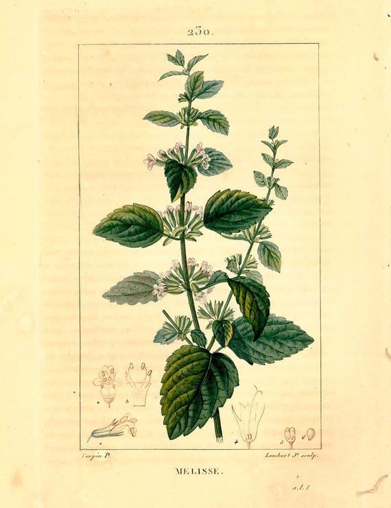 1831 Lemon Balm mint Antique Print Medicinal Plant Botanical Natural History Wall Home Decor -   16 planting Drawing nature ideas