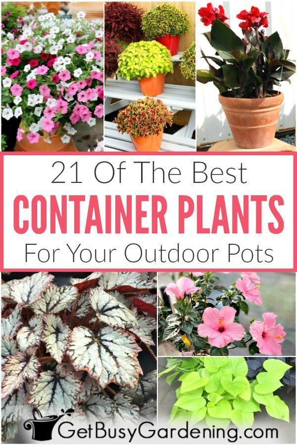 17 planting Outdoor large ideas