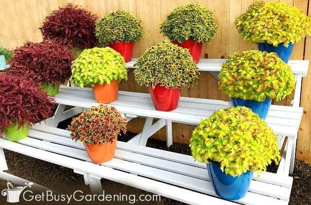 21 Best Container Plants For Pots Outdoors - Get Busy Gardening -   17 planting Outdoor large ideas
