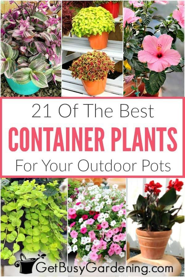 21 Best Container Plants For Pots Outdoors - Get Busy Gardening -   17 planting Outdoor large ideas