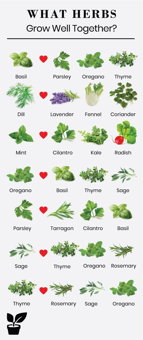 what herbs grow well together? - companion planting herbs -   17 planting Outdoor large ideas