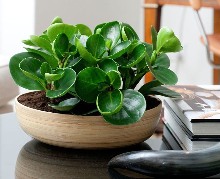 17 plants Succulent coffee tables ideas
