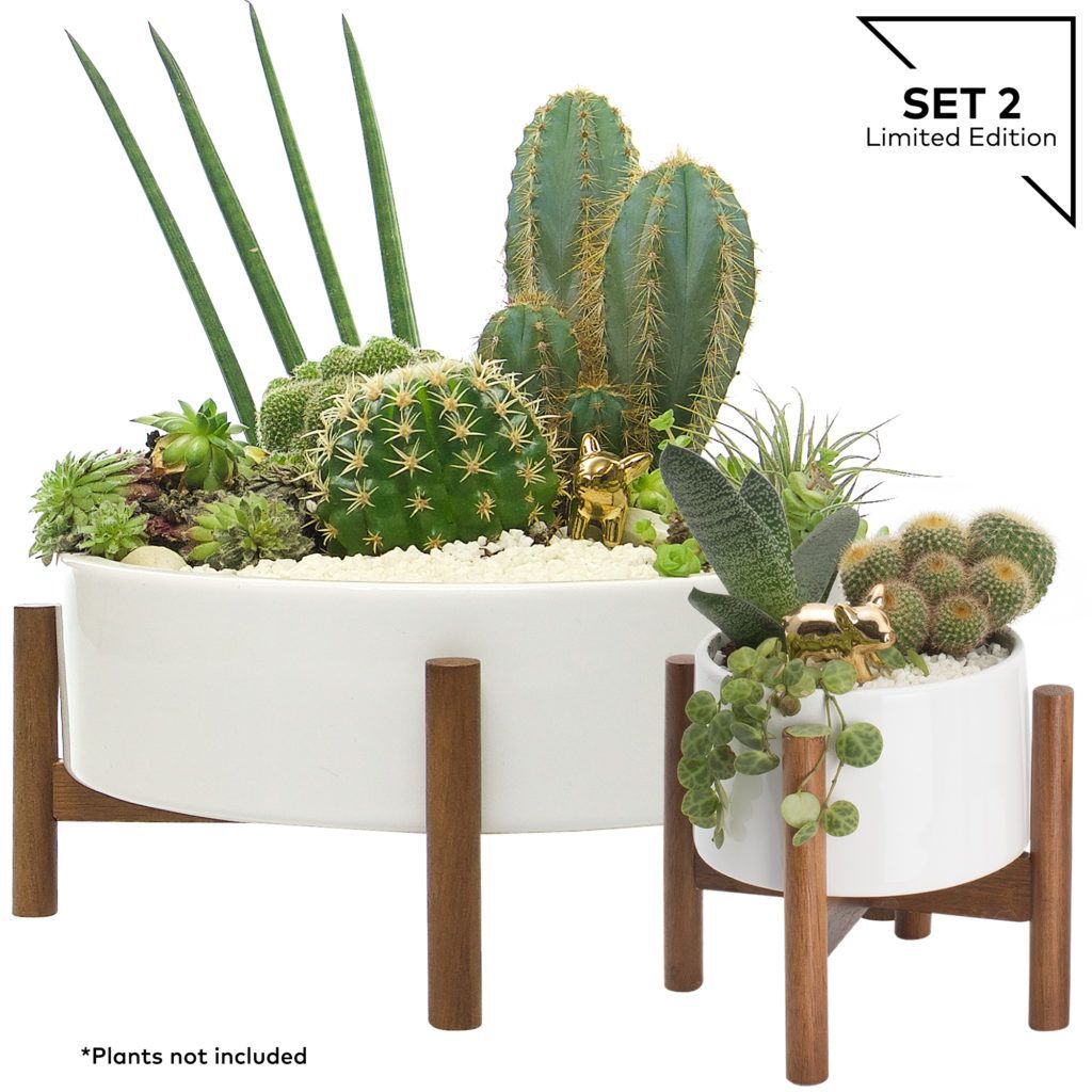 RETRO Midi Round Ceramic Succulent Planter Bowl Set - Kimisty -   17 plants Succulent coffee tables ideas