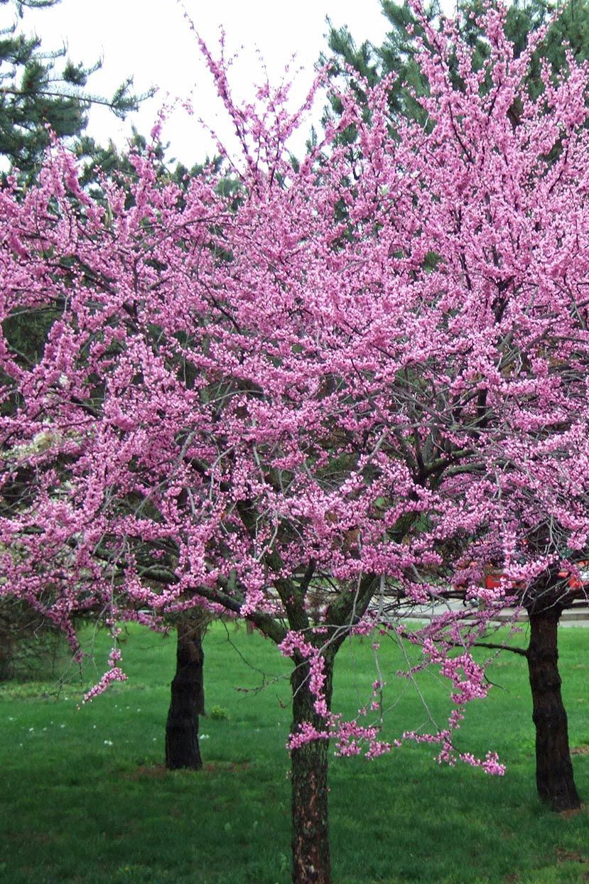 10 Best Flowering Trees and Shrubs for Adding Color to Your Yard -   9 garden design Minimalist trees ideas