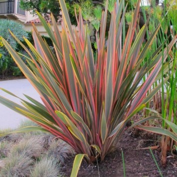 Phormium Sundowner - New Zealand Flax - Jungle - Garden Style - Garden Plants -   9 garden design New Zealand landscapes ideas