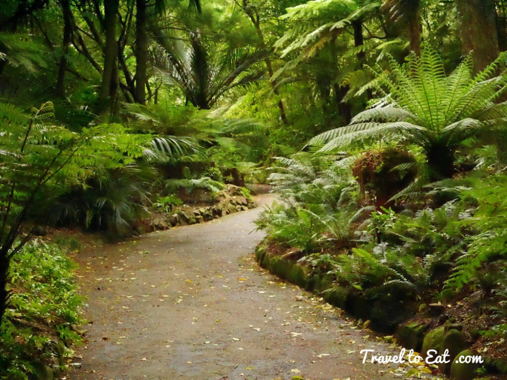Fern Garden. Wellington Botanic Gardens. Wellington, New Zealand - Travel To Eat -   9 garden design New Zealand landscapes ideas