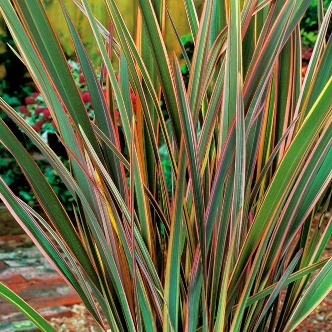 Phormium 'Maori Queen' New Zealand Flax Evergreen Shrub -   9 garden design New Zealand landscapes ideas