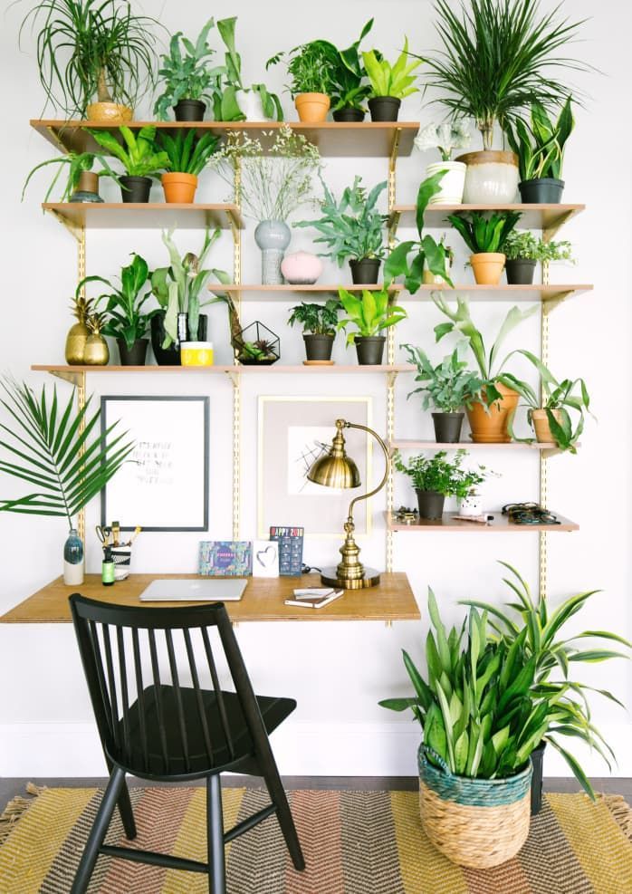 Gorgeous Ways to Make Your Home a Lush Green Oasis -   15 plants Appartement shelves ideas