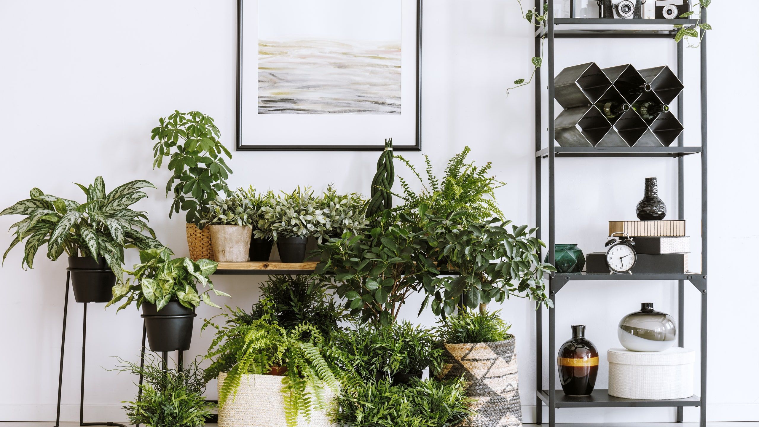 Where to Buy Plants Online: 9 Shops That Deliver Straight to Your Door -   15 plants Appartement shelves ideas