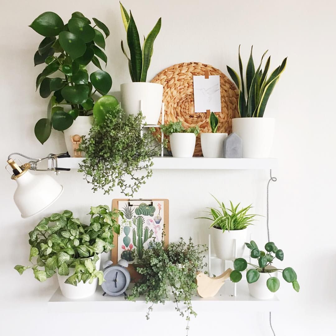 15 plants Appartement shelves ideas