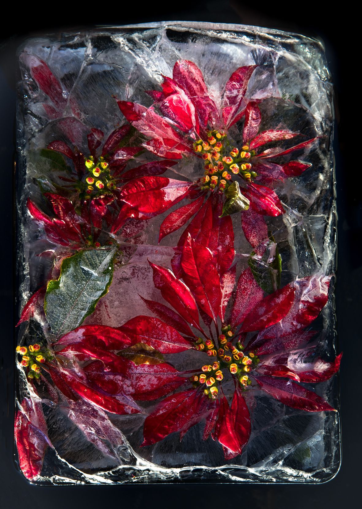 South African Flowers Frozen into Fleeting Arrangements -   16 planting Photography creative ideas