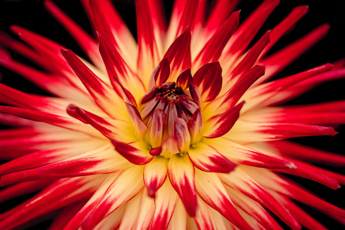 13 Practical Tips for More Creative Flower Photography -   16 planting Photography creative ideas