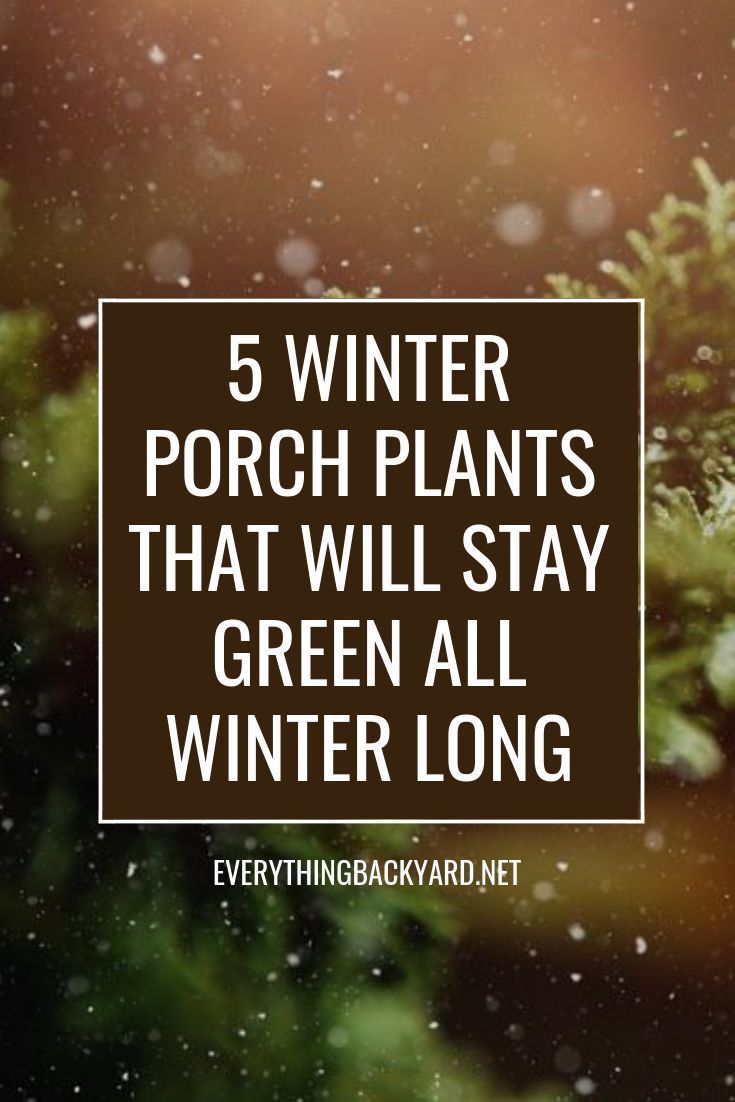 5 Winter Porch Plants That Will Stay Green All Winter Long -   17 plants Small porches ideas