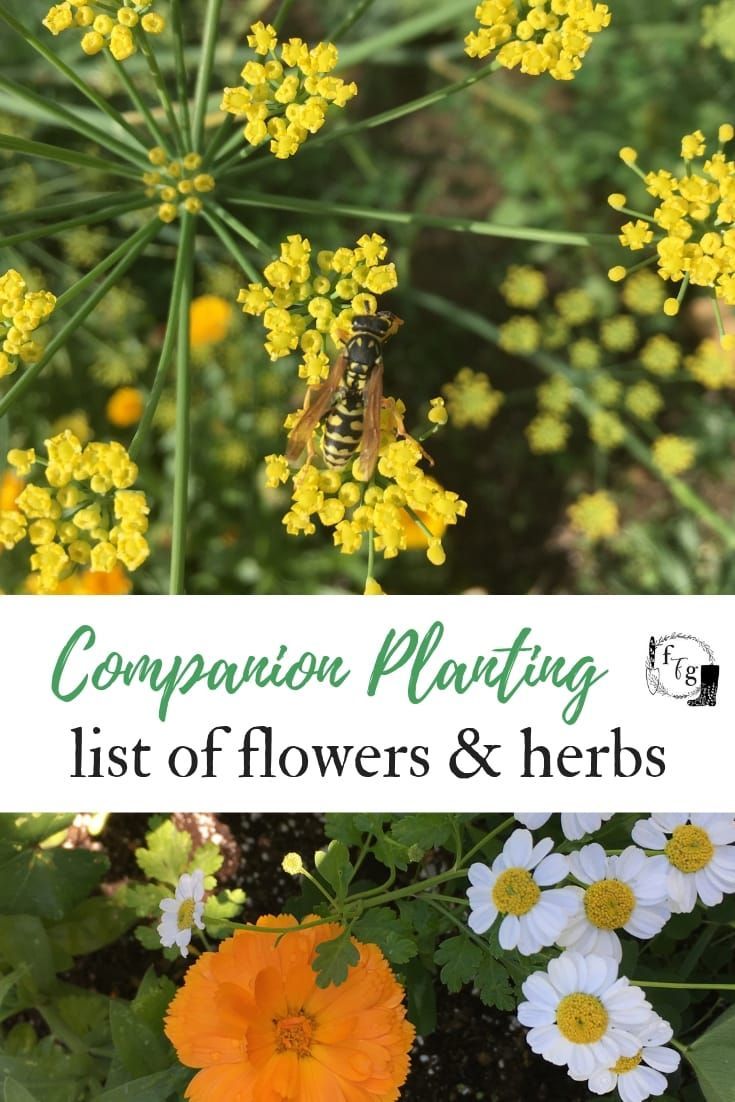 Companion Planting Flowers to Deter Garden Pests | Family Food Garden -   18 girl planting Flowers ideas