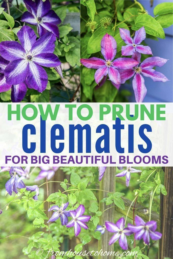 Clematis Care: The Ultimate Guide To Growing and Pruning Clematis - Gardening @ From House To Home -   18 girl planting Flowers ideas