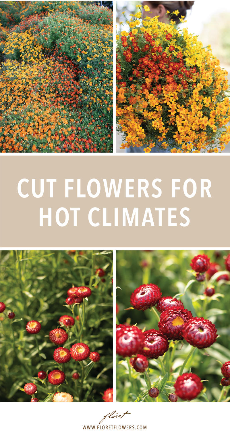 Flowers for Hot Climates -   18 girl planting Flowers ideas