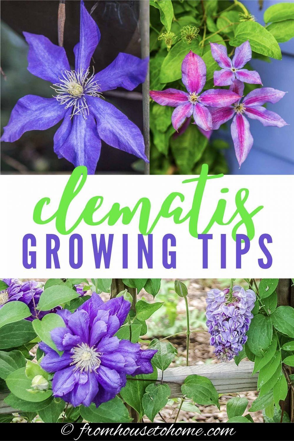 Clematis Care: The Ultimate Guide To Growing and Pruning Clematis - Gardening @ From House To Home -   18 girl planting Flowers ideas