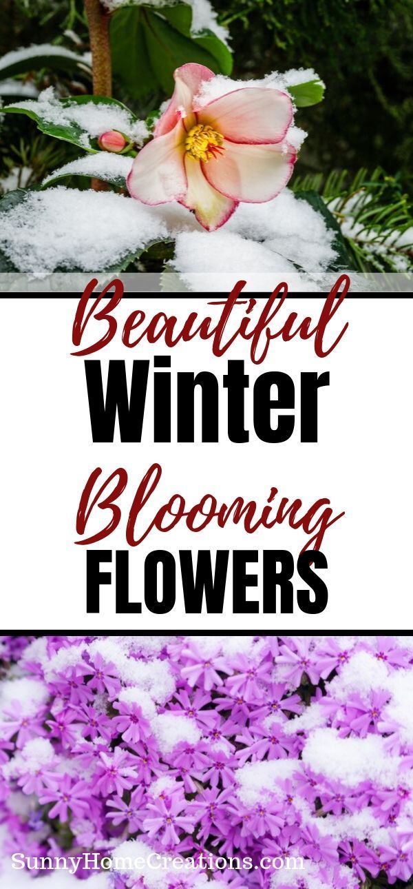 Beautiful Winter Blooming Flowers -   18 girl planting Flowers ideas