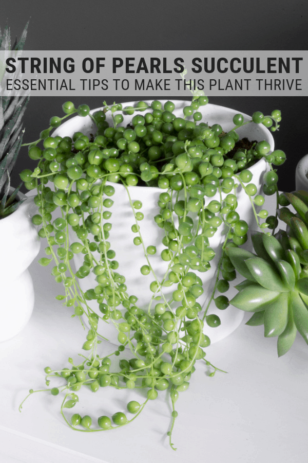 How to Care for String of Pearls: Tips for Caring for String of Pearls -   18 plants Succulent string of pearls ideas