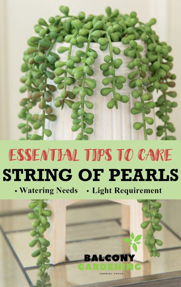Essential Tips to Care for and Propagate your String of Pearls Plant -   18 plants Succulent string of pearls ideas