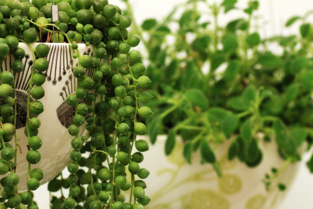 String Of Pearls Propagation : Tips For Rooting String Of Pearls Cuttings -   18 plants Succulent string of pearls ideas