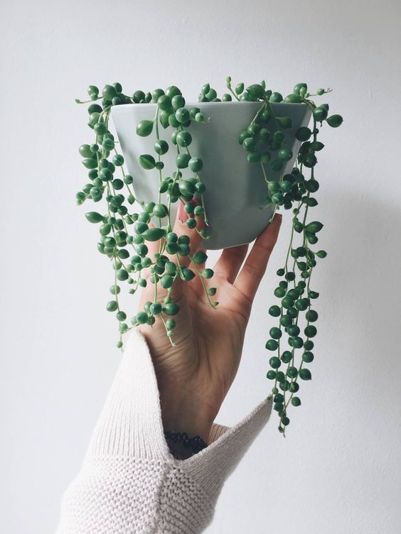How to care for String of Pearls: 8 tips -   18 plants Succulent string of pearls ideas
