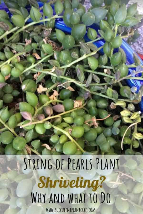 String of Pearls 'Senecio Rowleyanus' Shriveling? Find Out Why Here -   18 plants Succulent string of pearls ideas