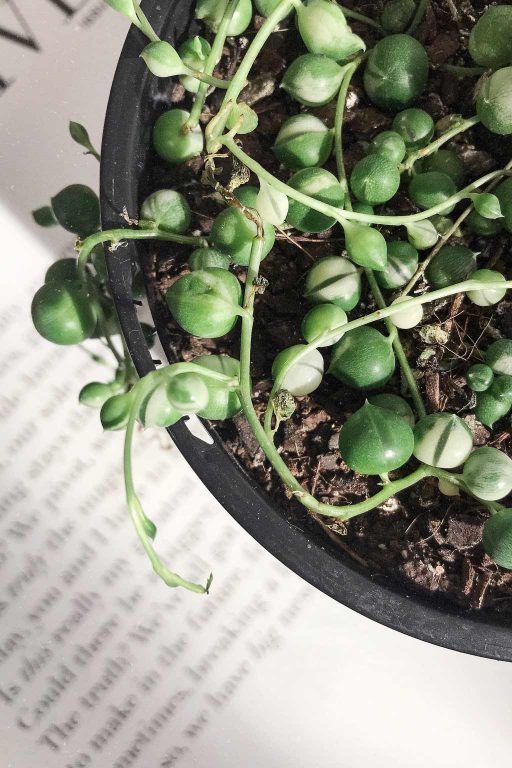 8 Signs your Houseplants Need More Light & What To Do -   18 plants Succulent string of pearls ideas