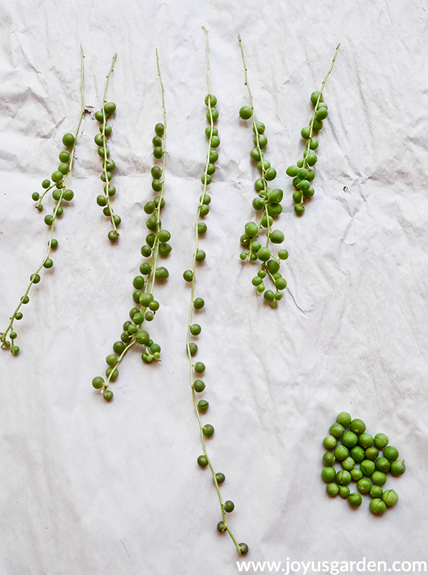 Propagating A String Of Pearls Plant Made Simple -   18 plants Succulent string of pearls ideas