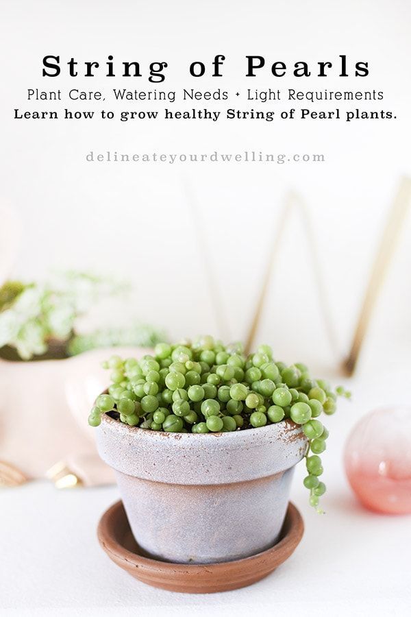String of Pearl Plant Care Tips -   18 plants Succulent string of pearls ideas