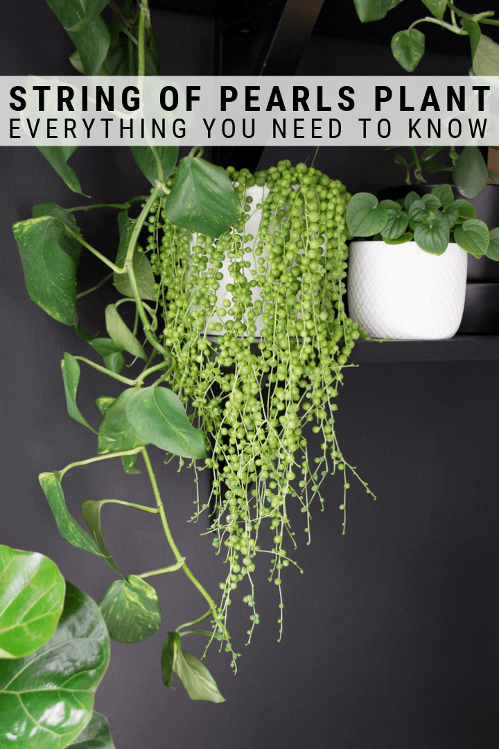 How to Care for String of Pearls: Tips for Caring for String of Pearls -   18 plants Succulent string of pearls ideas