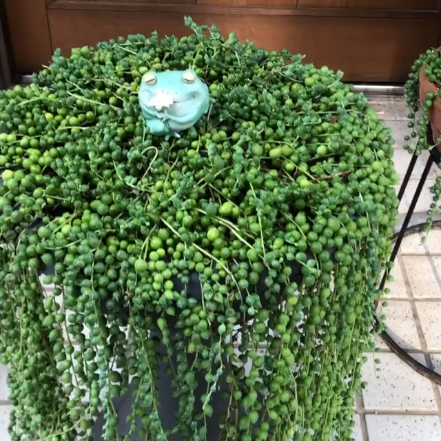 18 plants Succulent string of pearls ideas