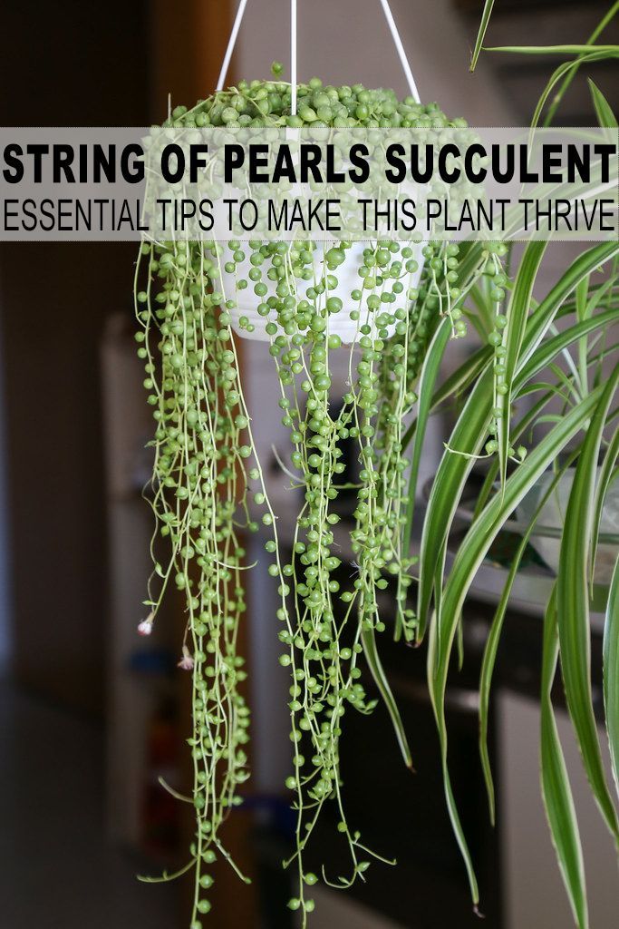 Essential Tips to Care for and Propagate your String of Pearls Plant -   18 plants Succulent string of pearls ideas