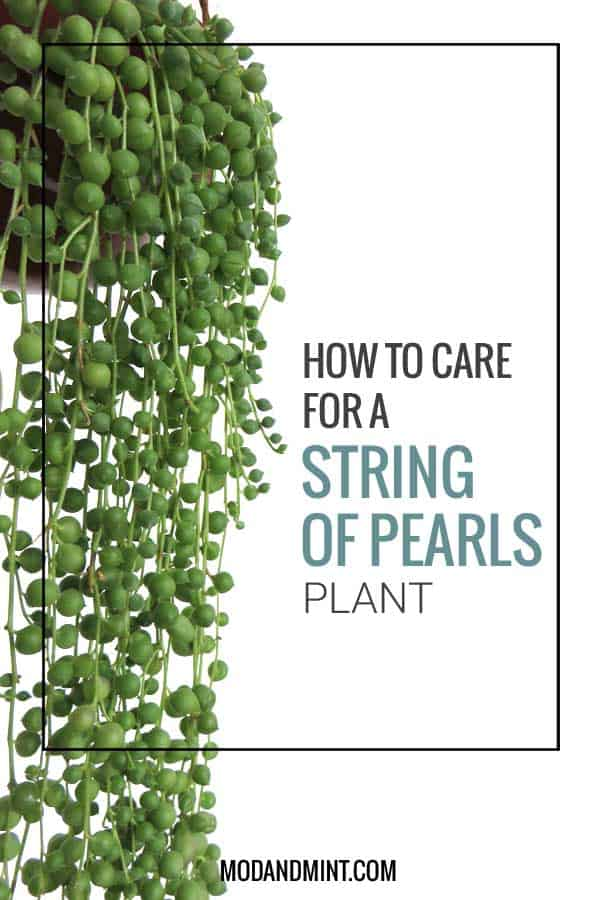 How to Care for and Propagate your String of Pearls Plant - Senecio rowleyanus -   18 plants Succulent string of pearls ideas