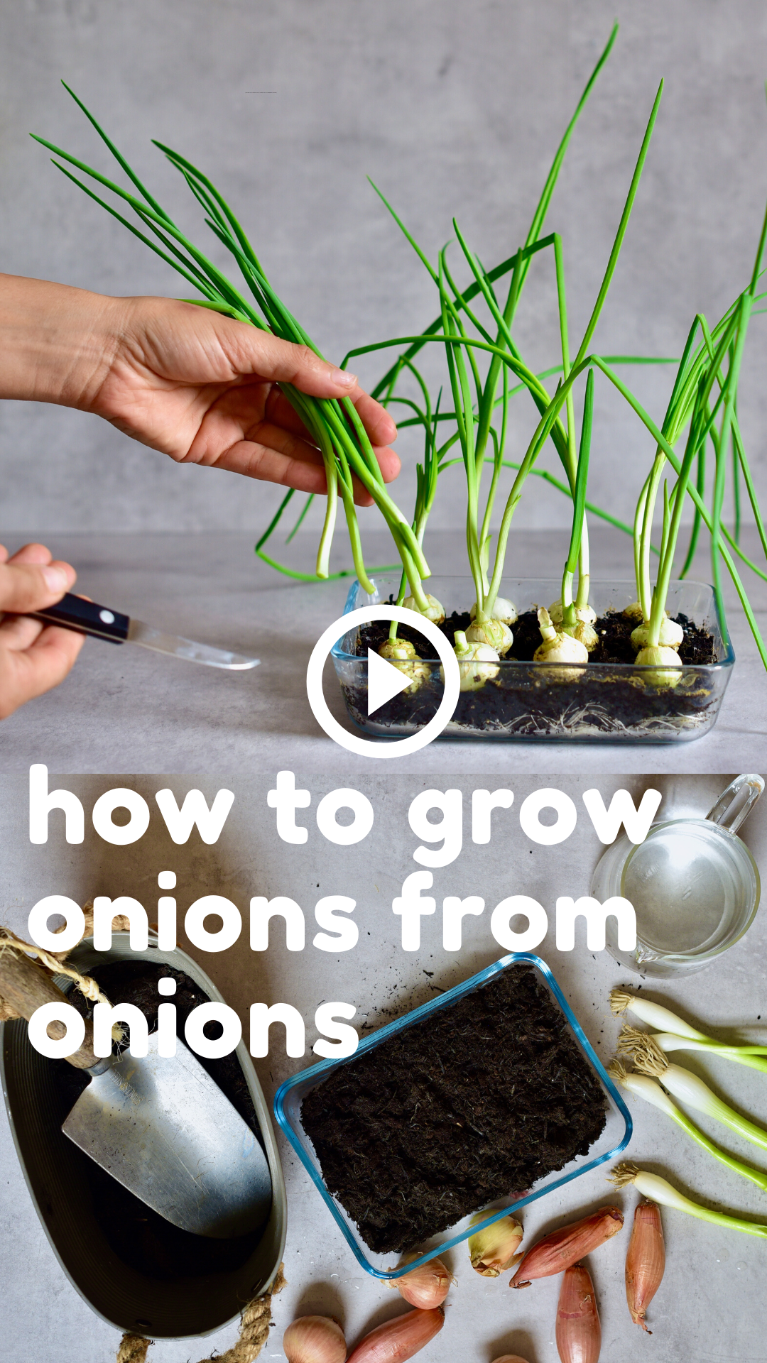 How to Grow Onions at Home From Food Scraps -   19 planting DIY spring ideas