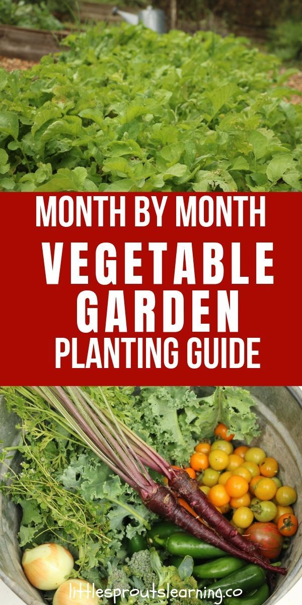 Month by Month Vegetable Planting Guide for Gardeners -   19 planting DIY spring ideas