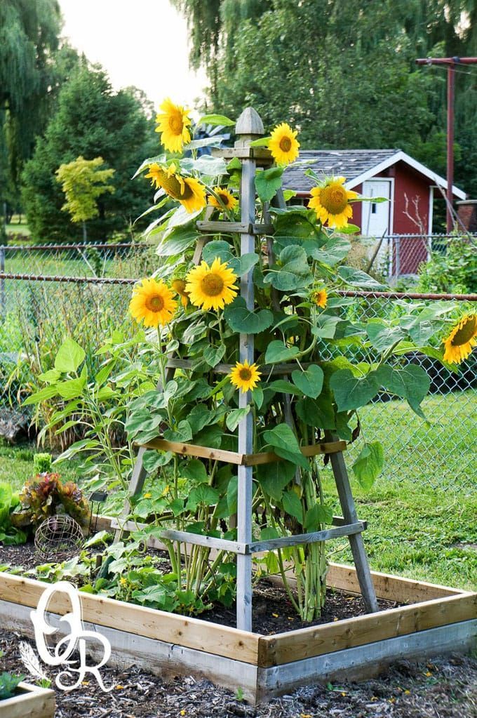 24 Easy DIY Garden Trellis Ideas & Plant Structures - A Piece of Rainbow -   19 planting DIY spring ideas